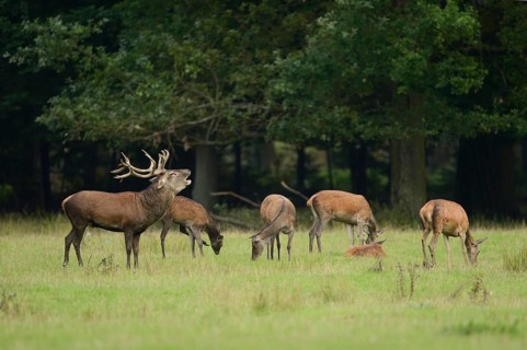 Red deer (Cervus elaphus) male roaring in a pack of female at the edge of the woods, Germany,