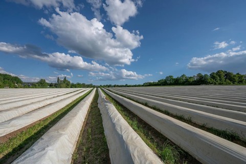 Asparagus field covered with white foil (Asparagus), Middle Franconia, Bavaria, Germany, Europe
