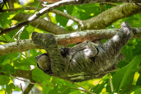 Brown-throated sloth (Bradypus variegatus) with baby, young animal, climbing a tree, Cahuita