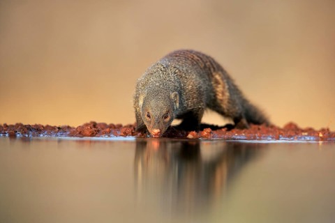 Zebra mongoose (Mungos mungo), adult, at the water, drinking, Kruger National Park, Kruger National