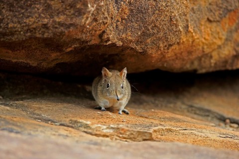 Short-eared elephant shrew, (Macroscelides probosideus), adult, foraging, Mountain Zebra National