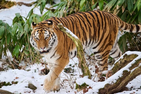 Siberian tiger (Panthera tigris altaica) walking through the bushes in winter, captive, Germany,