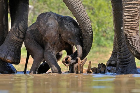 African elephant (Loxodonta africana), young animal, with mother, baby elephant, calf, at the