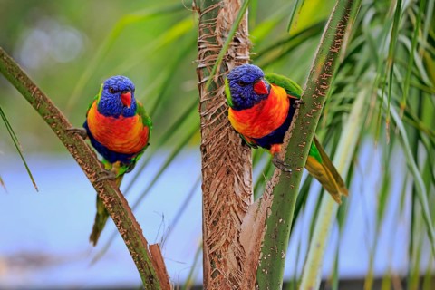 All-coloured lorikeet (Trichoglossus haematodus), pair on wait, Cuddly Creek, South Australia,