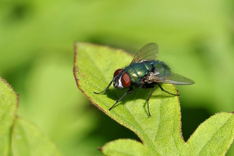 Bottle Fly (Lucilia caesar) on a leaf, macro photograph, Wilnsdorf, North Rhine-Westphalia,