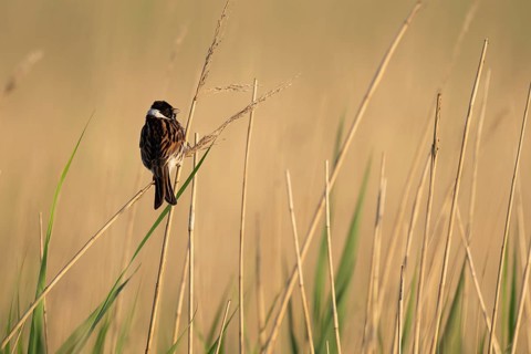 Reed bunting (Emberiza schoeniclus), male sitting on a reed, animal portrait, Bagges Dæmning,