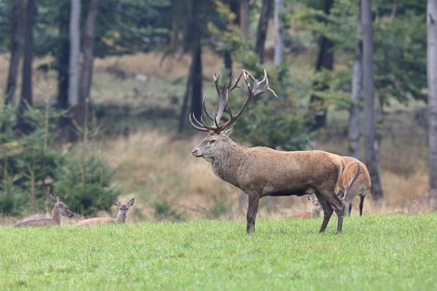 Red deer (Cervus elaphus) in mating season, capital stag with hinds in a forest clearing, wildlife,
