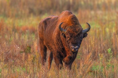 European bison (Bison bonasus) in a clearing in the Bialowieza Forest, Poland, Europe