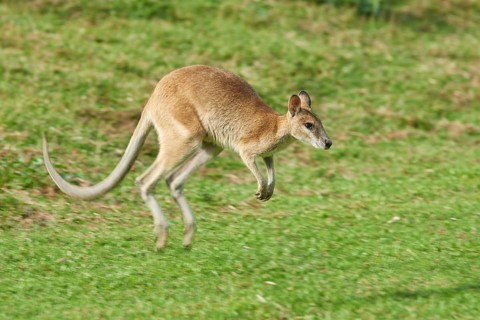 Close-up of an agile wallaby (Macropus agilis) on a meadow wildlife in Australia