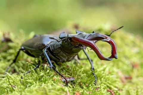 Stag beetle (Lucanus cervus), horned beetle, fire beetle, male with large mandibles, upper jaw,