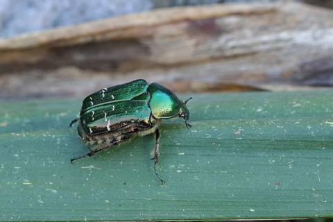 Rose chafer (Cetonia aurata), on a leaf, Wilnsdorf, North Rhine-Westphalia, Germany, Europe