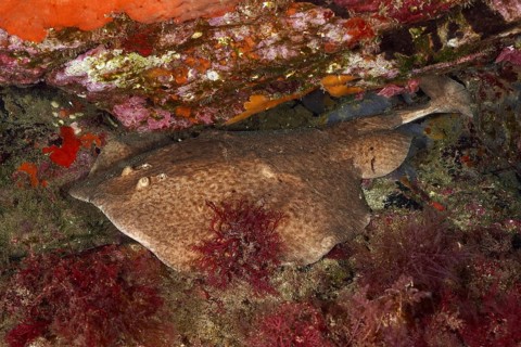 Underwater photo of a marbled electric ray (Torpedo marmorata) resting between colourful rocks and