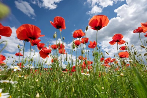Flowering poppy (Papaver rhoeas) in a meadow, cloudy sky, Bavaria, Germany, Europe