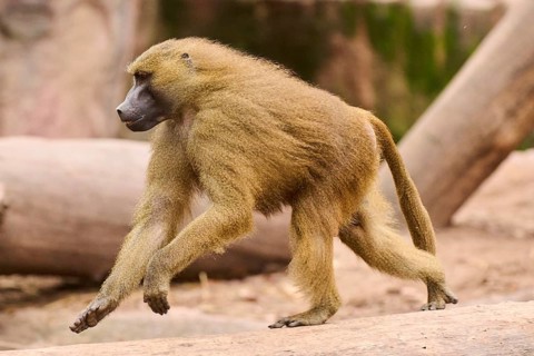Guinea baboon (Papio papio) running, Bavaria, Germany Europe