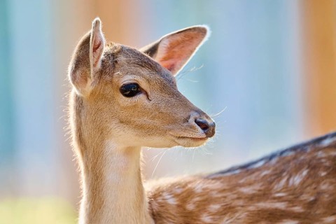 European fallow deer (Dama dama) youngster, portrait, in a forest, Bavaria, Germany, Europe