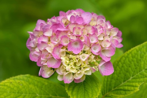 Hydrangea, hydrangea, hydrangea blossom, North Rhine-Westphalia, Germany, Europe