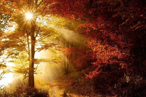 Forest path through beech forest in full autumn colour in autumn, sun shining through morning fog,