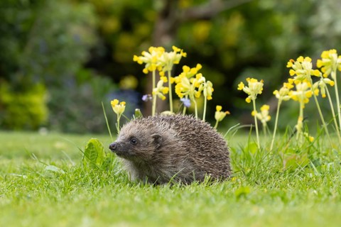 European hedgehog (Erinaceus europaeus) adult animal on a garden grass lawn next to flowering