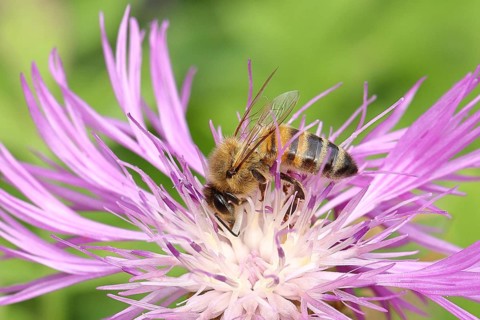 European honey bee (Apis mellifera), collecting nectar from a flower of the meadow knapweed or