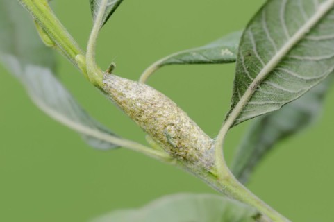 Sallow kitten moth (Furcula furcula), cocoon, North Rhine-Westphalia, Germany, Europe