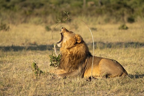 Lion (Panthera leo), horizontal portrait of a male with his mouth wide open. Savuti, Chobe National