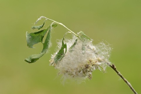 Goat willow (Salix caprea), fruits, North Rhine-Westphalia, Germany, Europe