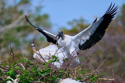 Wood Stork (Mycteria americana), with spread wings perches on a nest made of branches in a natural