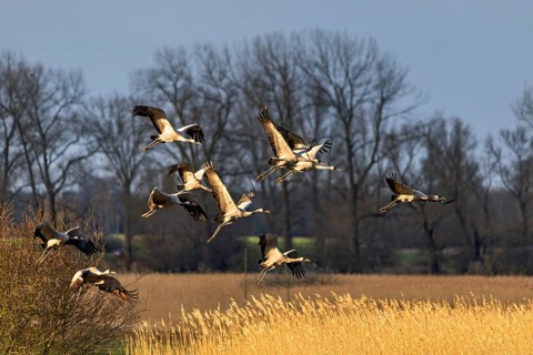Eine Gruppe von Vögeln fliegt über ein goldenes Feld bei untergehender Sonne, Kraniche auf dem Darß