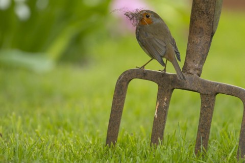 European robin (Erithacus rubecula) adult bird on a garden fork with nesting material in its beak
