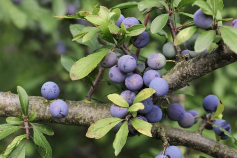 Blackthorn (Prunus spinosa), branch with fruit, North Rhine-Westphalia, Germany, Europe