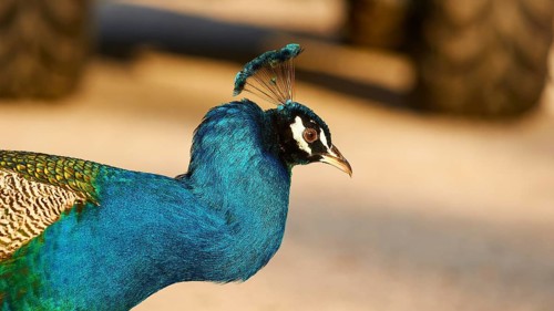 Side view of a peacock (pavo) with bright blue and green feathers, the fine details are clearly