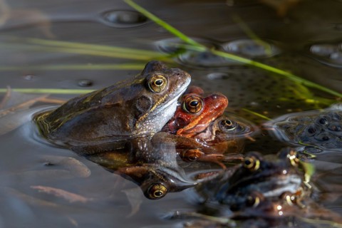 European common brown frogs (Rana temporaria) in amplexus gathering in pond among frogspawn during
