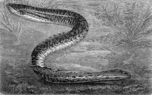 River lamprey, Lampetra fluviatilis, historical, digital reproduction of an original from the 19th