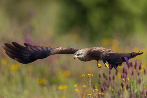Black kite (Milvus migrans), flight photo, Hides De Calera / Steppe Raptors, Nussloch, Castilla La