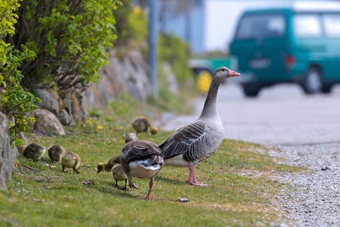 Greylag goose, graylag goose (Anser anser) family with goslings crossing street in spring