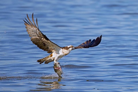 Western osprey (Pandion haliaetus) catching fish in its talons from water surface of lake in late