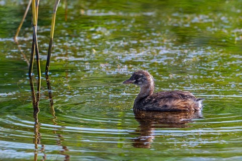 Little grebe, dabchick (Tachybaptus ruficollis, Podiceps ruficollis) juvenile swimming in pond