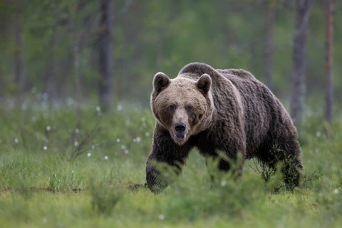 Brown bear (Ursus arctos) in the Finnish taiga, Kuusamo, Finland, Europe