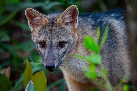 South American forest fox (Cerdocyon thous) Pantanal Brazil