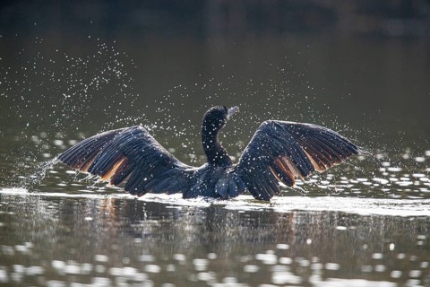 Cormorant (Phalacrocorax carbo) Germany