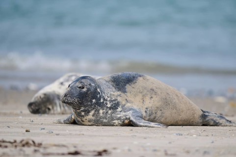 Grey seal (Halichoerus grypus) lying on the beach, Düne, Helgoland, Schleswig-Holstein, Germany,