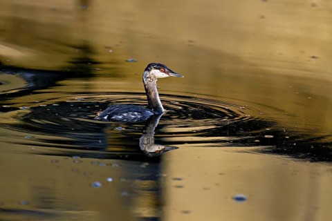 Slavonian grebe (Podiceps auritus), adult, in a white plumage, winter plumage, swimming in Lake