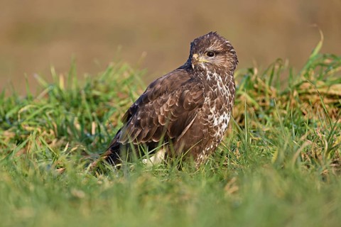 Common buzzard (Buteo buteo), sitting in a meadow, Switzerland, Europe