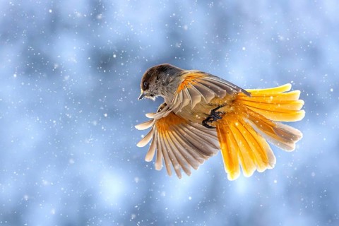 Siberian jay (Perisoreus infaustus, Corvus infaustus) in flight during snowfall in snow covered