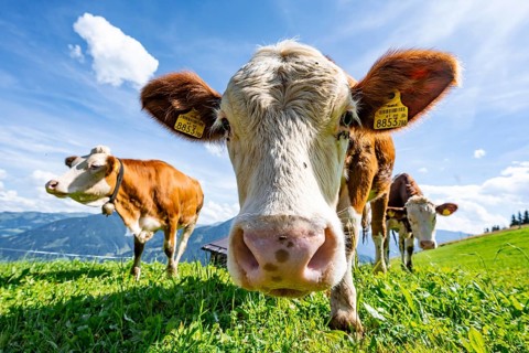 Three young curious calves (Bos primigenius taurus), cows on an alpine meadow, stretching their