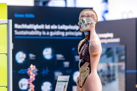 Human body model with muscles and organs for biology lessons. Scientific teaching aid from Hedinger