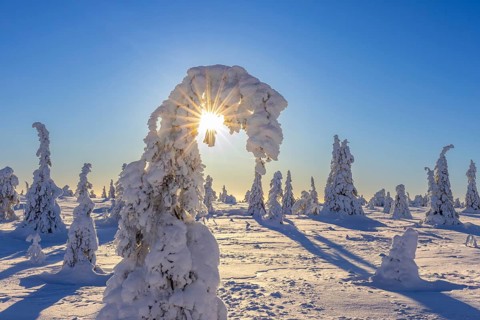 Tykky forest, snow covered spruce trees on the taiga in winter, Riisitunturi National Park in