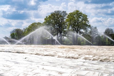 Irrigation of strawberries, field cultivation, on the Lower Rhine near Alpen North