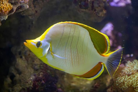 Ornate butterflyfish (Chaetodon ornatissimus) swimming under water, captive, Germany, Europe