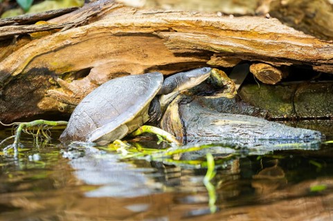 Austro-South American side-neck turtle (Chelodina mccordi) beside a little lake, captive, Germany,